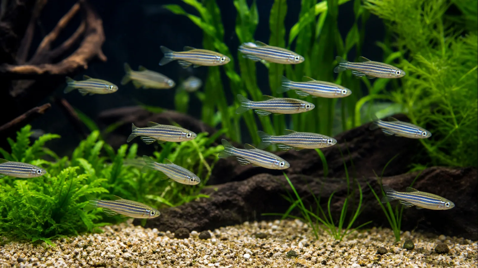Zebra Danio Care: School Size, Flow and Temperature