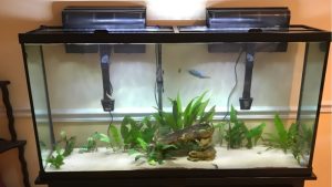 10 Gallon Vs 20 Gallon Aquarium For Beginners: Best Tested