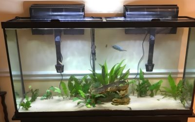 10 Gallon Vs 20 Gallon Aquarium For Beginners: Best Compared