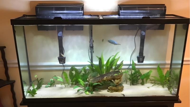 10 gallon vs 20 gallon aquarium for beginners