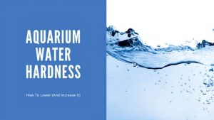 How to Increase Aquarium Hardness: Safe Step-by-Step Fix