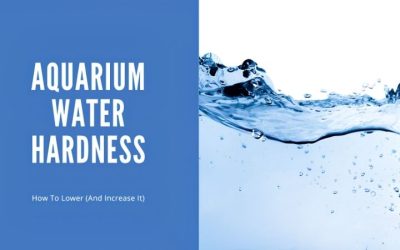 How to Increase Aquarium Hardness: Safe Step-by-Step Fix