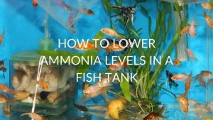 Safe Ammonia Level in Fish Tank Water: Why Zero Means Zero
