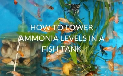 Safe Ammonia Level in Fish Tank Water: Why Zero Means Zero