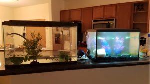 5 Gallon Vs 10 Gallon Fish Tank Which To Buy: Best Tested