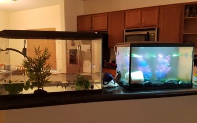 5 Gallon Vs 10 Gallon Fish Tank Which To Buy: Best Compared