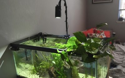 Best Gooseneck Mount for Kessil Lights: How to Pick One