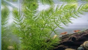 Hornwort Aquarium Care: How It Grows and What to Watch For