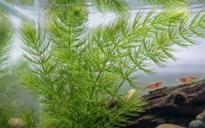 Hornwort Aquarium Care: How It Grows and What to Watch For