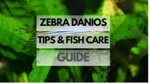 Zebra Danio Care: School Size, Flow and Temperature