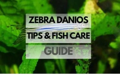 Zebra Danio Care: School Size, Flow and Temperature