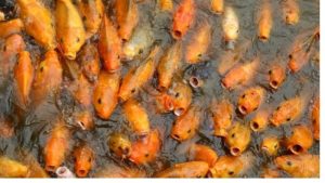 Fish Gasping at Surface: Oxygen, Ammonia and Temperature