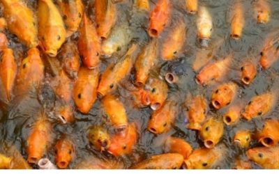 Fish Gasping at Surface: Oxygen, Ammonia and Temperature