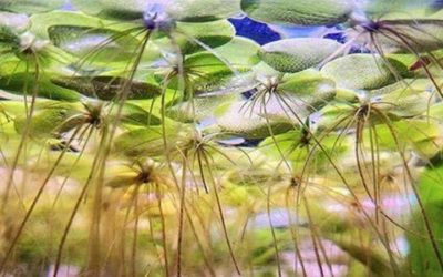 Amazon Frogbit Care Guide: Light, Roots and Surface Cover