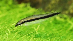 Best Algae Eaters for Freshwater Tank Setups, by the Numbers