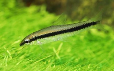 Best Algae Eaters for Freshwater Tank Setups, by the Numbers
