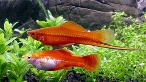 Swordtail Fish Care: Space, Water and Population Control