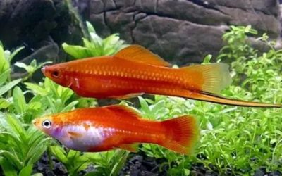 Swordtail Fish Care: Space, Water and Population Control