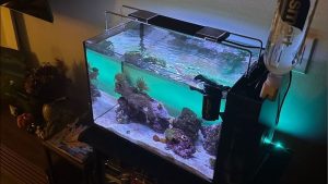 AIO vs Sump Reef Tank Which for Beginners: Top Proven Guide