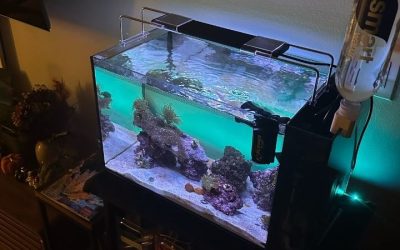 AIO vs Sump Reef Tank Which for Beginners: Top Proven Guide