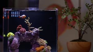 All in One Saltwater Tank Setup Checklist: Step by Step