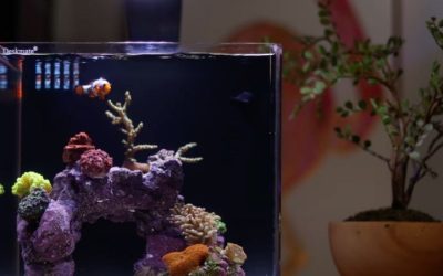 All in One Saltwater Tank Setup Checklist: Step by Step