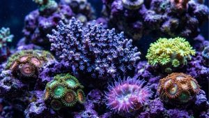 Apex vs HYDROS Aquarium Controller: Best Tested Guide