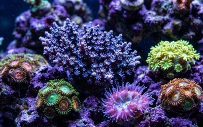 Apex vs HYDROS Aquarium Controller: Best Compared Guide