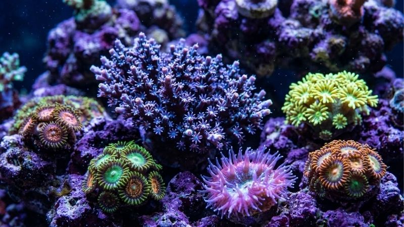 apex vs hydros aquarium controller comparison