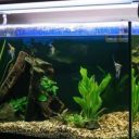 Aquariums for Beginners: Step-by-Step Setup Guide (2026)