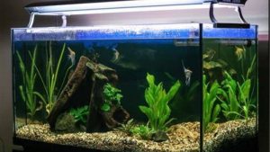 Aquariums for Beginners: Step-by-Step Setup Guide (2026)