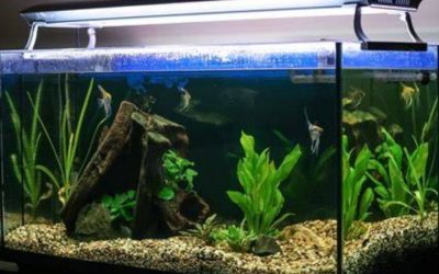 Aquariums for Beginners: Step-by-Step Setup Guide (2026)