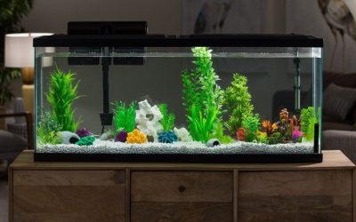 Aqueon vs Tetra Aquarium Kits Which Is Better: Top Compared