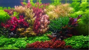 Artificial vs Live Plants for Aquarium: Expert Trusted Guide