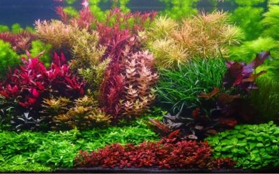 Artificial vs Live Plants for Aquarium: Expert Trusted Guide