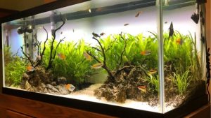 Beginner Fish Tank Setup: What It Costs and What to Skip