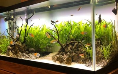 Beginner Fish Tank Setup: What It Costs and What to Skip
