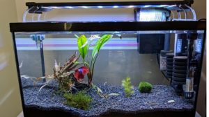 Best 1 Gallon Betta Tank: Best Proven Expert Tested Guide