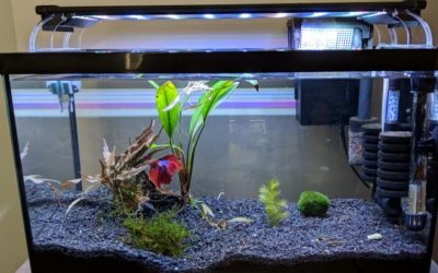 Best 1 Gallon Betta Tank: Best Proven Well-Researched Guide