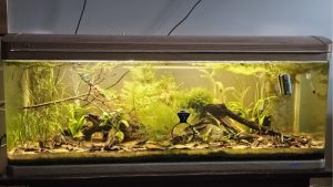 Best 100 Gallon Aquarium Setup Cost Breakdown: Top Tested