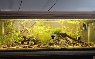 Best 100 Gallon Aquarium Setup Cost Breakdown: Top Compared
