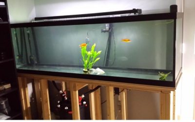 Best 125 Gallon Aquarium Kit For Large Fish: Top Compared