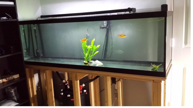 best 125 gallon aquarium kit for large fish