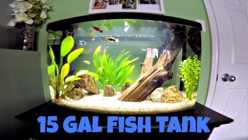 best 15 gallon aquarium