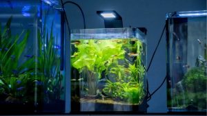 Best 2.5 Gallon Fish Tank: Best Proven Expert Tested Guide