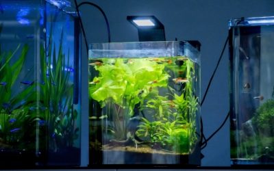 Best 2.5 Gallon Fish Tank: Best Proven Well-Researched Guide