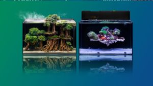 Best 2 Gallon All In One Aquarium: Best Expert-Tested Guide