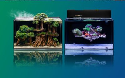 Best 2 Gallon All In One Aquarium: Best Well-Researched Guide