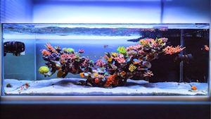 Best 26 Gallon AIO Reef Tank Setup: Top Tested Reef Picks