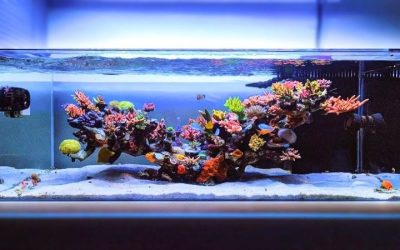 Best 26 Gallon AIO Reef Tank Setup: Top Tested Reef Picks